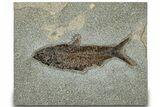 Detailed Fossil Fish (Knightia) - Exceptionally Large Specimen #314000-1